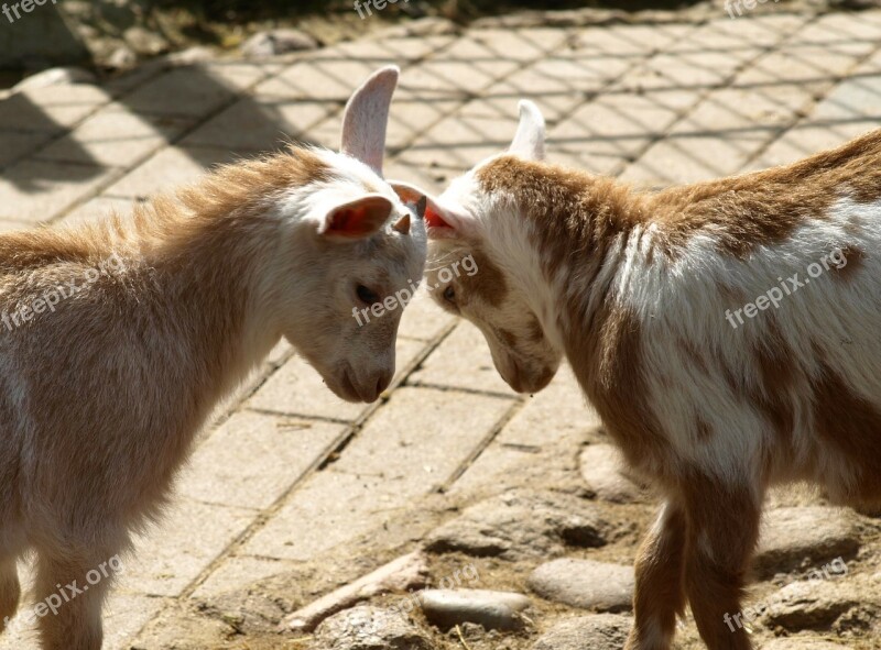 Kid Goats Play Domestic Goat Fight