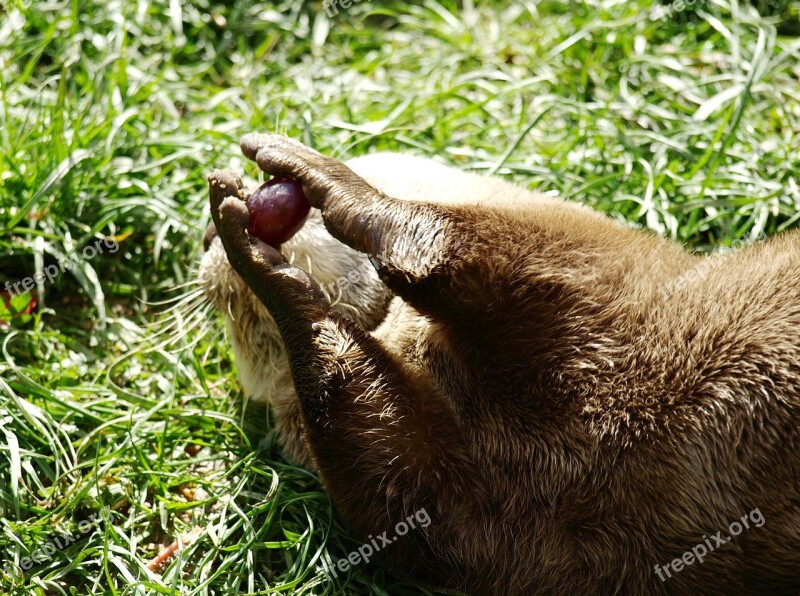 Otter Paws Grape Lutrinae Free Photos