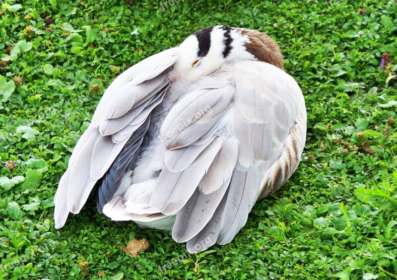 Bar-headed Goose Goose Anser Indicus Grey-white Feathers Web Feet