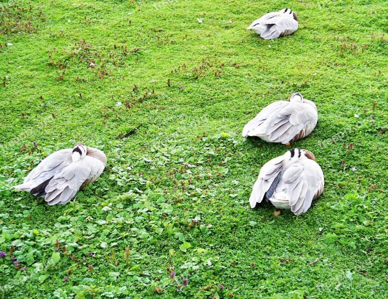 Bar-headed Goose Goose Anser Indicus Grey-white Feathers Web Feet