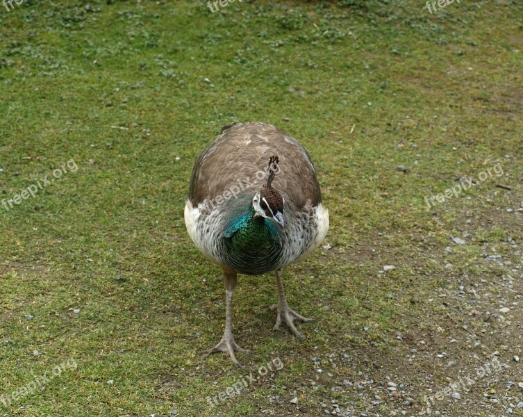 Peacock Females Peacock Bird Free Photos