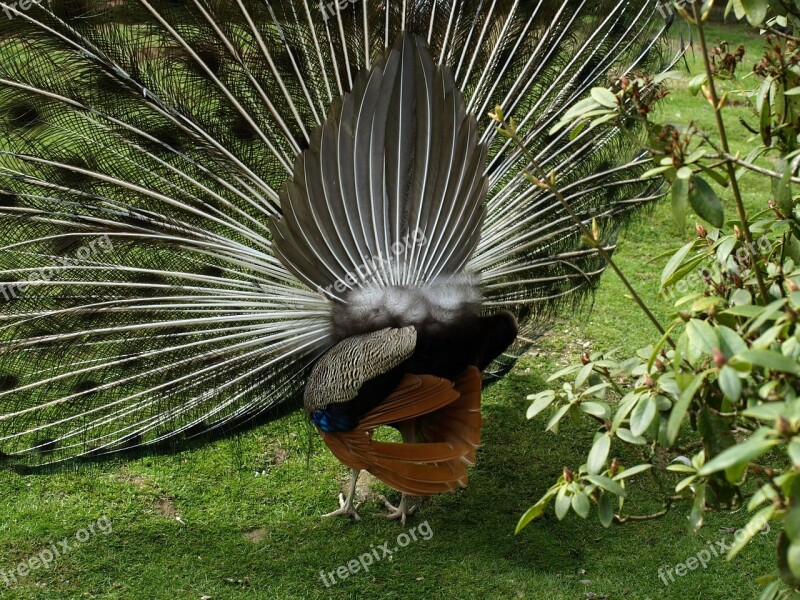 Peacock Wheel Peacock Feather Pavo Cristatus Back