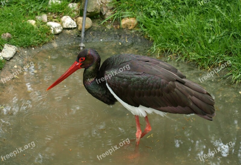 Black Stork Stork Bird Black Zoo