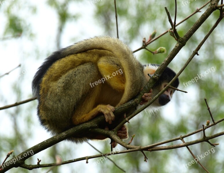 Capuchin Capuchins Monkey Creature Cebus