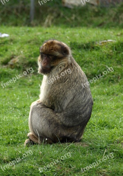 Barbary Ape Monkey Animals Monkey Portrait Free Photos