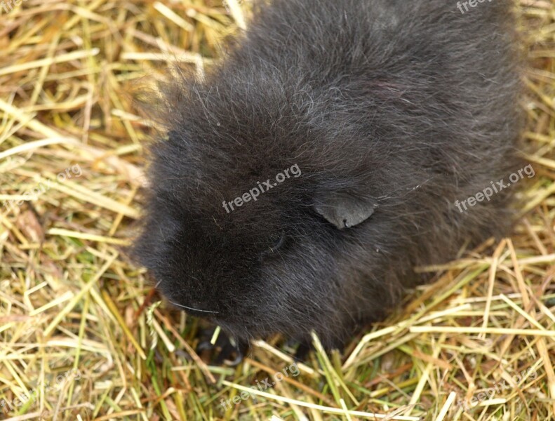 Guinea Pig Sea ​​pig House Sweet Cute Black