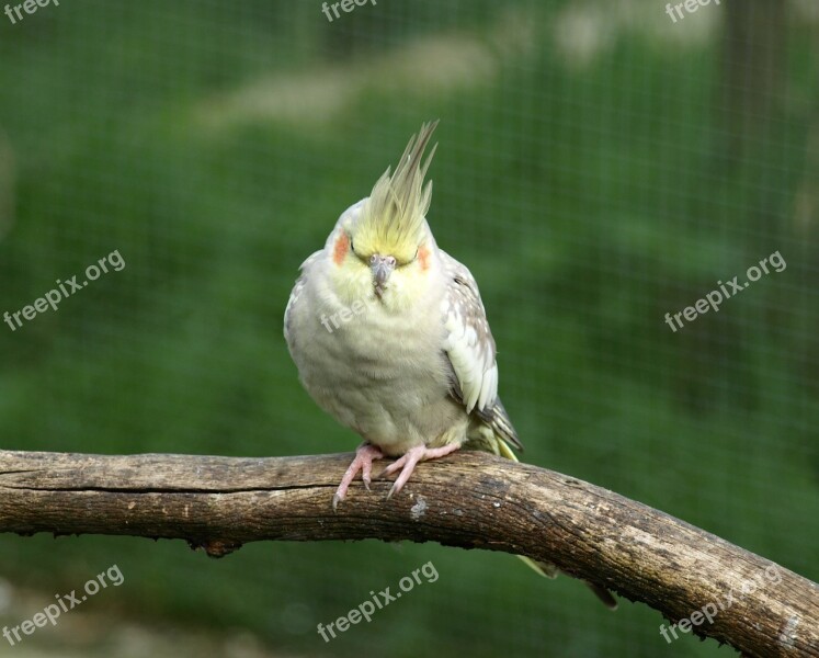 Cockatiel Parakeet Bird Nymphicus Hollandicus Free Photos