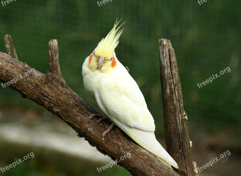 Cockatiel Parakeet Bird Yellow Nymphicus Hollandicus