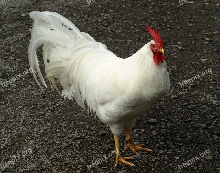 Hahn Geglügel Cockscomb Poultry Male Fowl