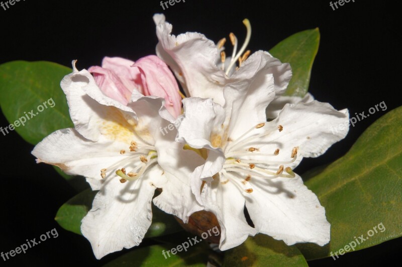 Rhododendron Flowers Close Up White Bright