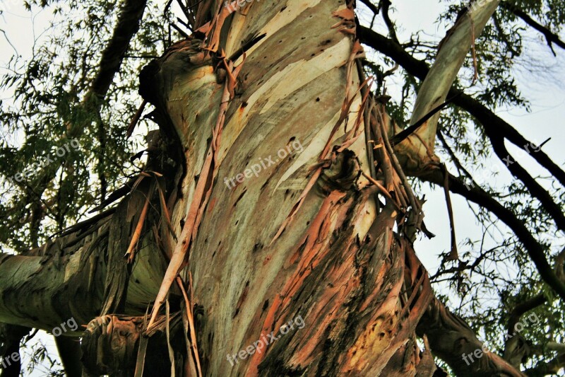 Eucalyptus Tree Tree Trunk Eucalyptus Bark