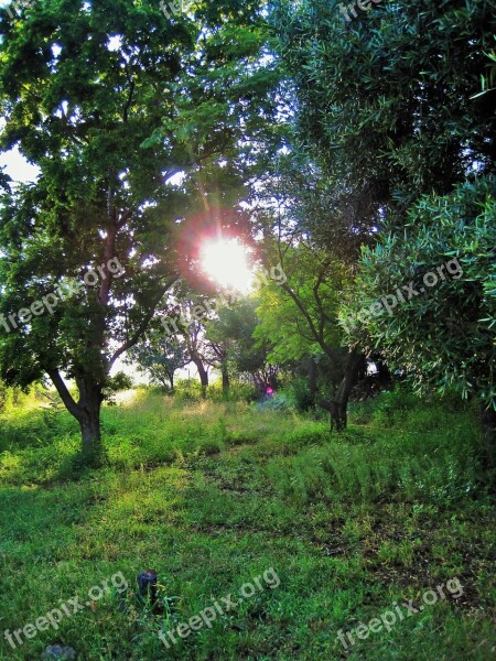 Sunrise Sun Rising Bright Trees