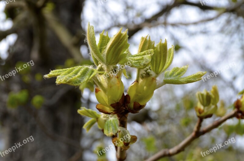 Spring Leaves Tree Green Aesthetic