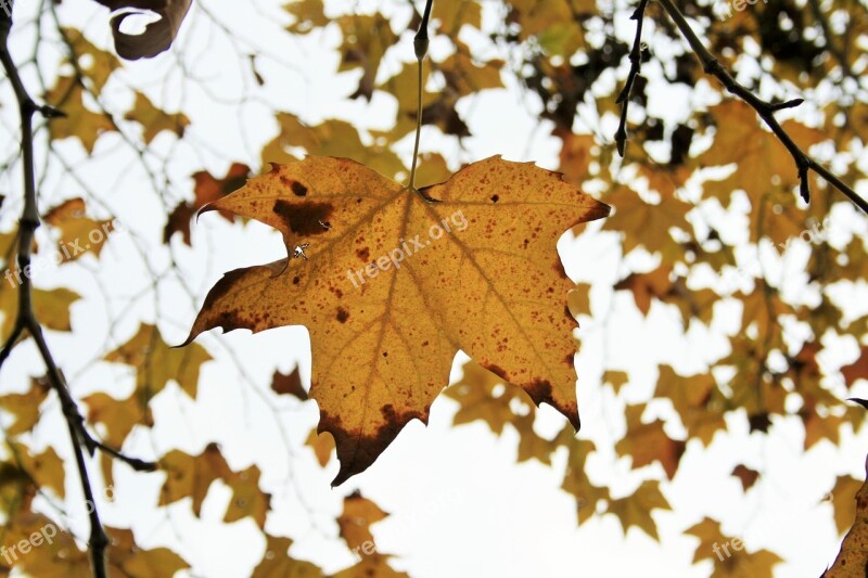 Maple Maple Leaves Maple Tree Plane Leaves Leaves