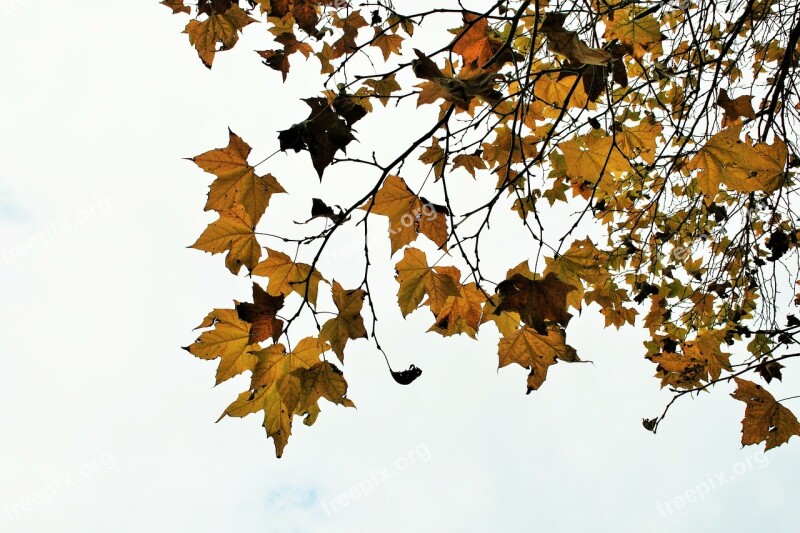 Maple Maple Leaves Maple Tree Plane Leaves Leaves