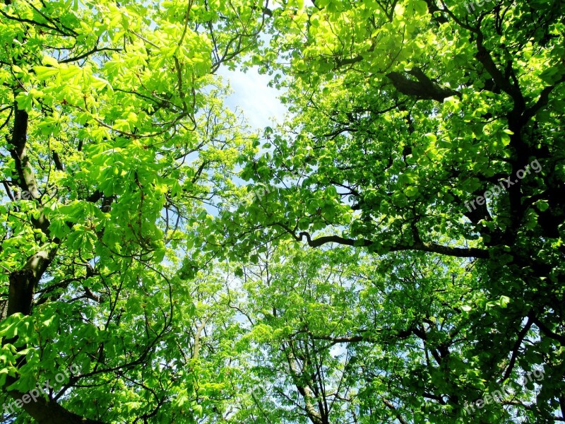 Trees Chestnut Trees Leaves Spring Sun