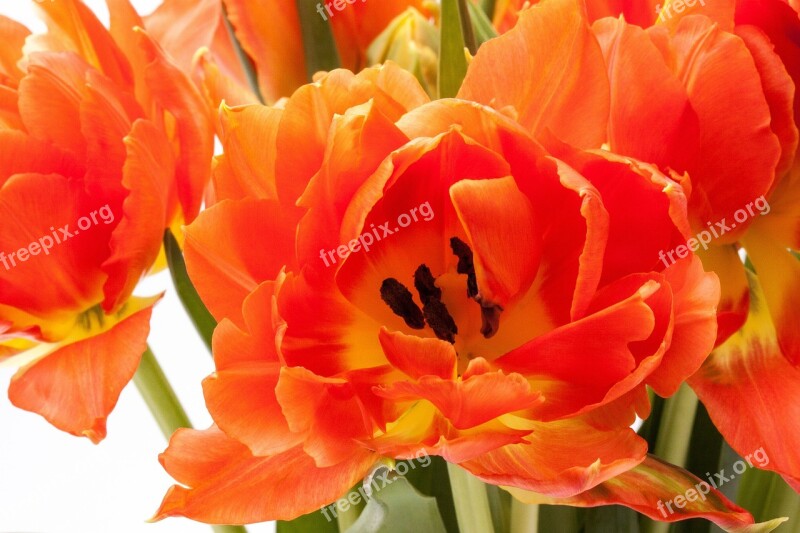 Tulip Lily Spring Nature Flowers