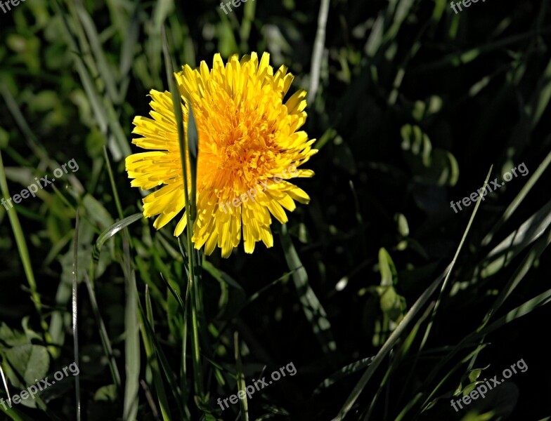 Dandelion Macro Spring Flower Dandelions