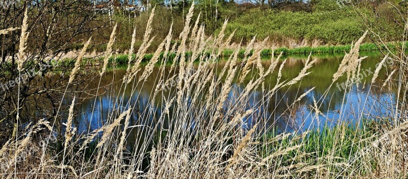 Reeds Dry Water Pond South Bohemia