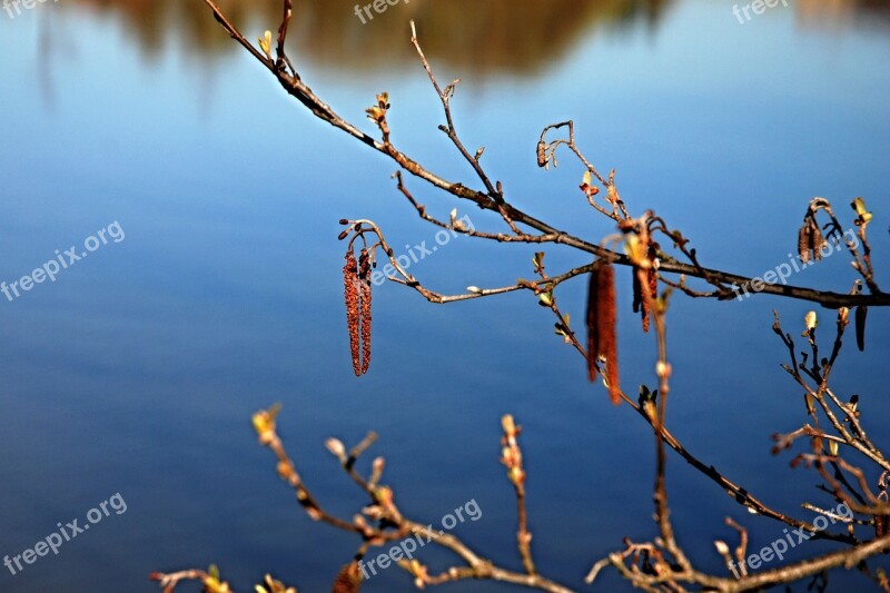 Spring Signs Of Spring Blue Sky Water-level Spring Landscape