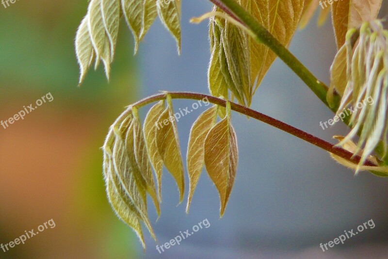 Leaves Climber Plant Whip Vine Rank Growths Plant