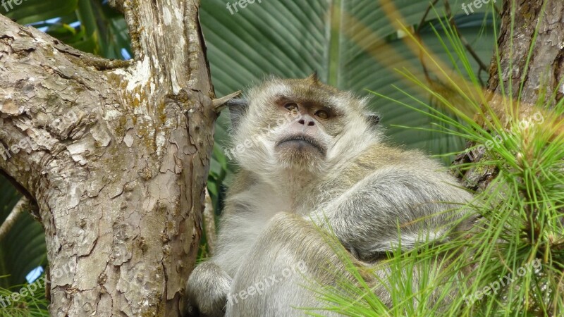 Monkey Tree Sit Close Up Animal