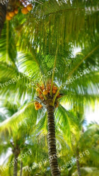 Palm Coconut Palm Leaf Vacations Free Photos