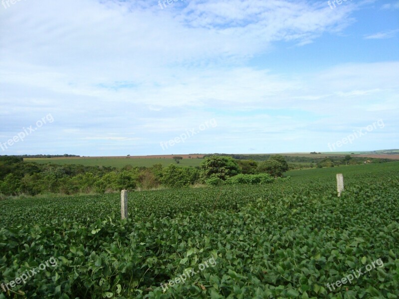 Plantation Soybeans Crop Grains Cerrado