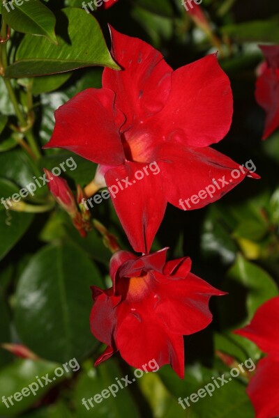 Mandevilla Funnel Flower Blossom Bloom Red