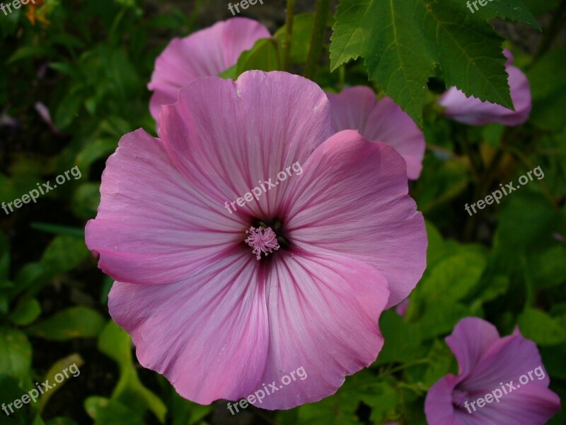 Blossom Bloom Pink Macro Flowers