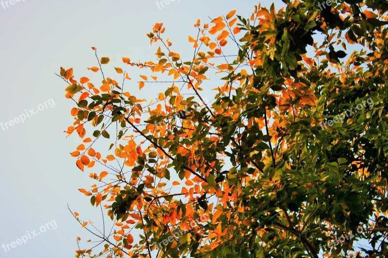 Autumn Leaves Tree Leaves Yellow Green