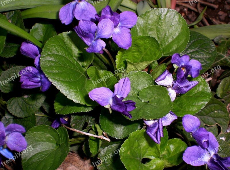 Violet Viola Purple Plant Flower