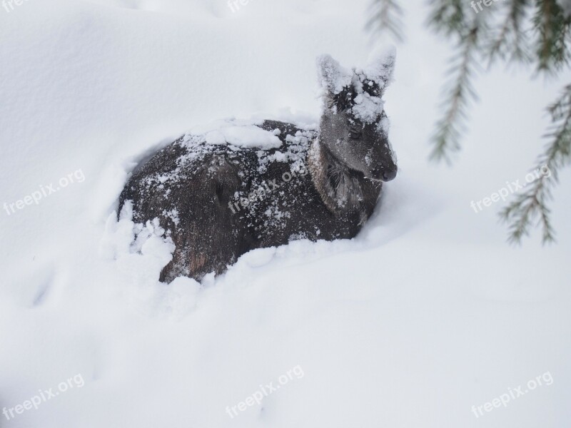 Deer Animal Winter Snow Snow Scene