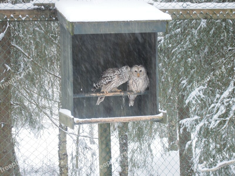 Animal Zoo Owl Bird Snow