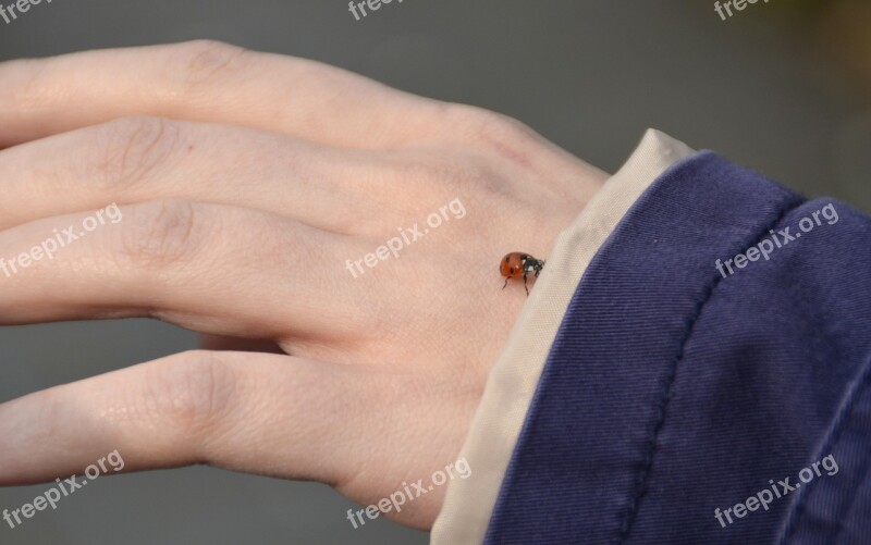 Hand Ladybug Nature Connectedness Free Photos