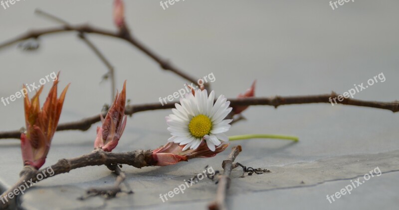 Flower Daisy White Leaves Wall