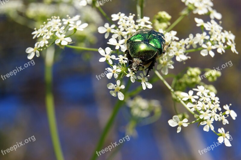 Rose Beetle Insect Flower Meadow Nature