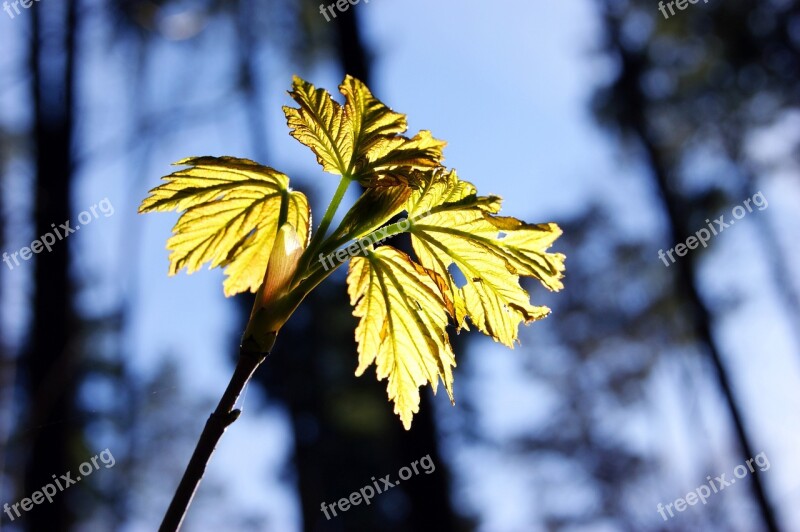 Maple Leaf Maple Leaves Tree Forest