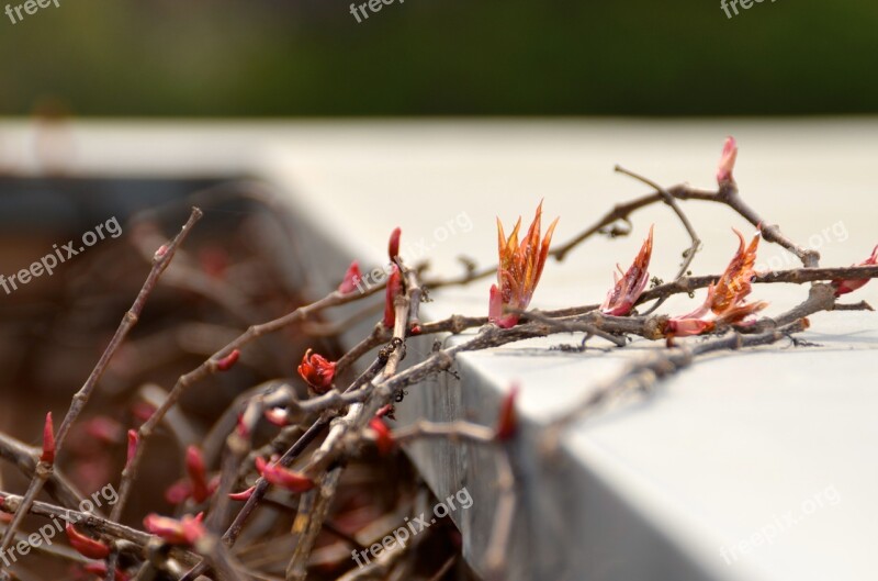 Ranke Hedge Wall Red Leaves