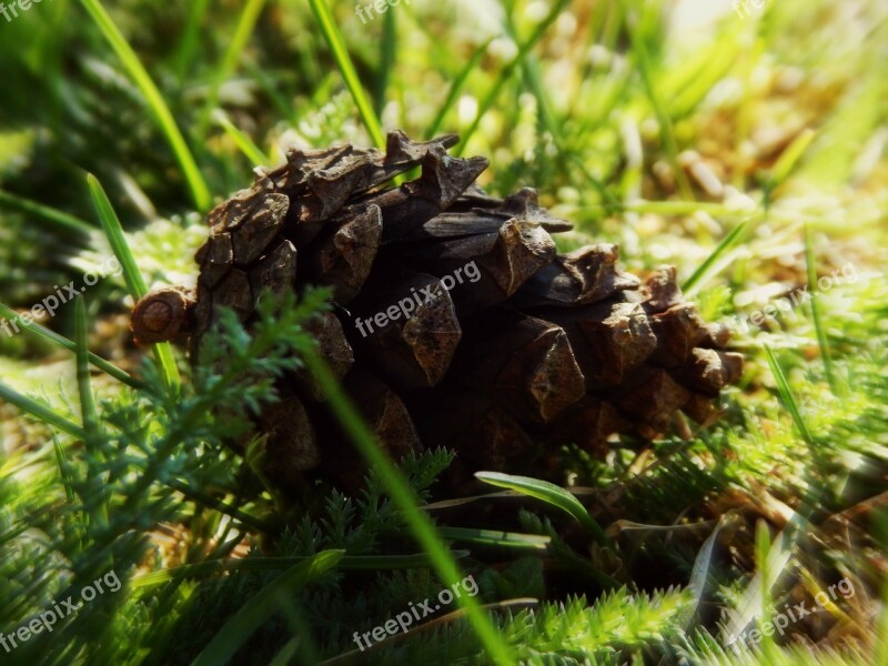 Cone Spring Grass Sun Green