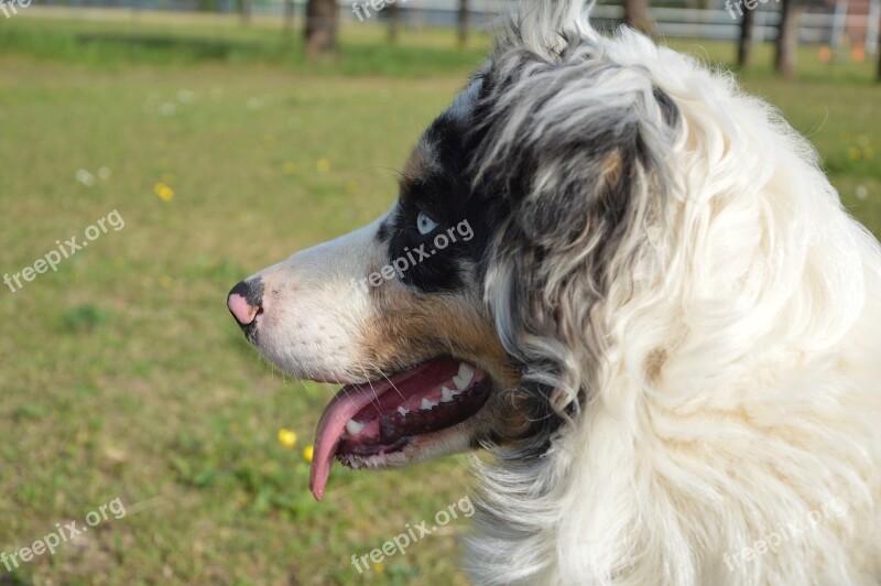 Dog Portrait Dog Portrait Australian Sheperd Blu Merle