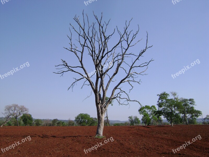 Flying Farm Wood Dry Earth