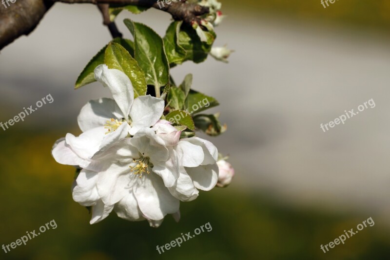 Cherry Blossoms Spring Flowering Trees Flowers Free Photos