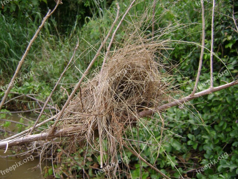 Farm Nest Tree Wood Free Photos