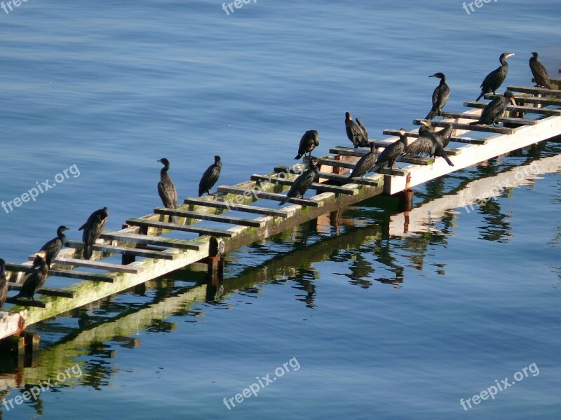 Cormorant Bird Birds Sea Coast