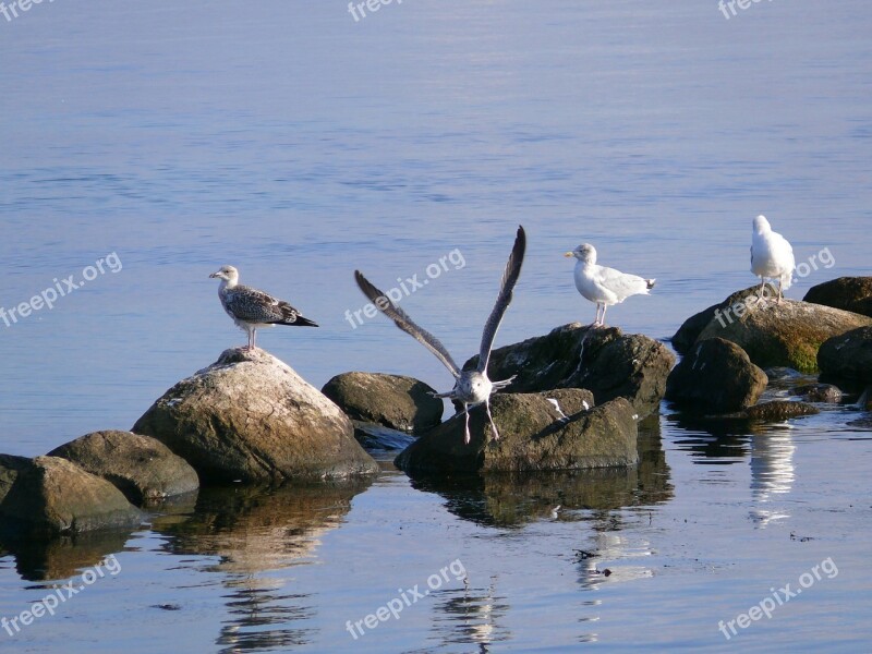 Seagull Bird Sea Water Animal