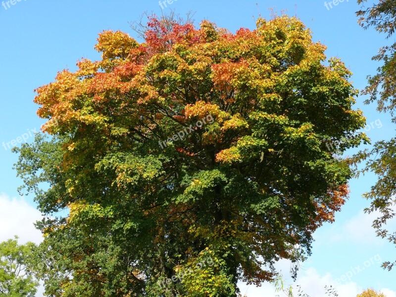 Forest Autumn Trees Tree Autumn Forest