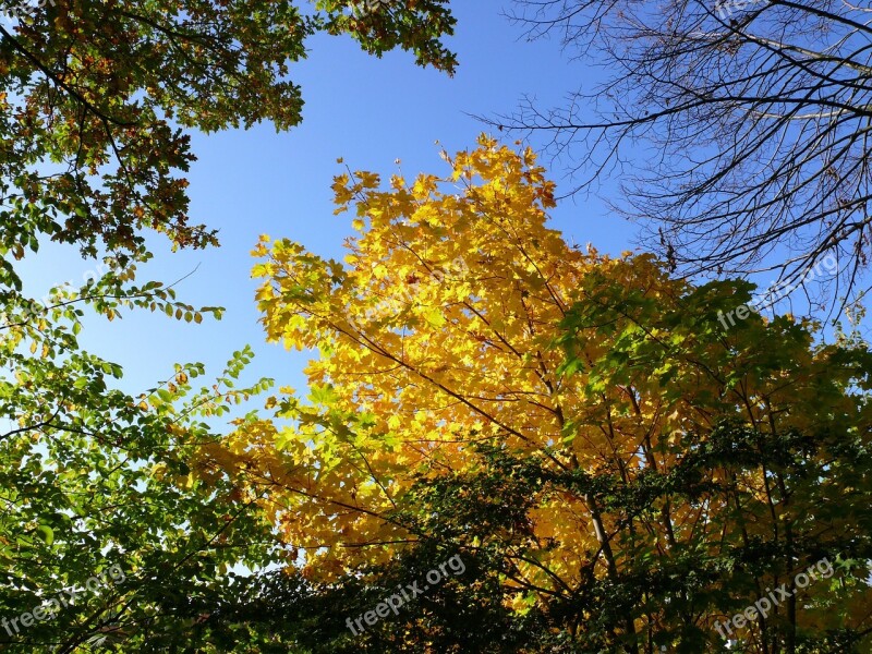 Forest Autumn Trees Leaves Autumn Forest