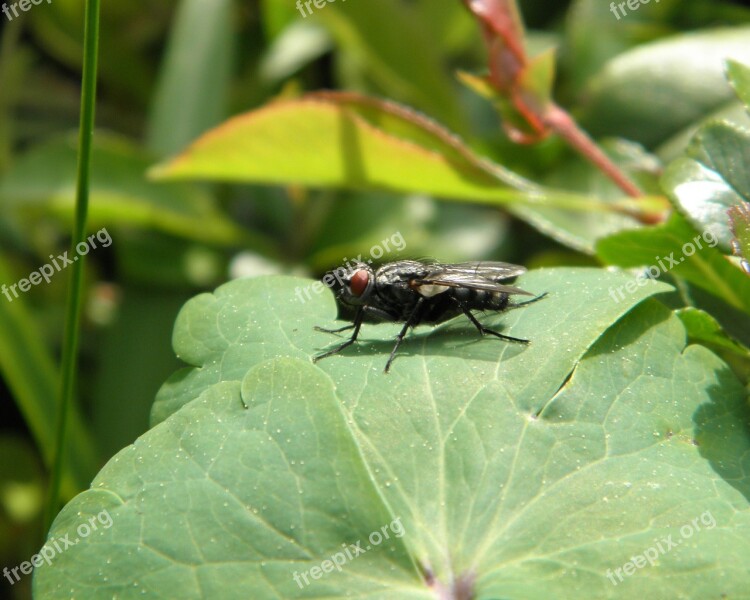 Fly Insect Whopper Leaf Green