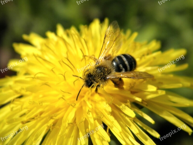 Dandelion Flower Dandelion Crown Pointed Flower Taraxacum